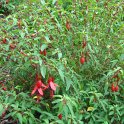 Fuchsia magellanica 'Globosa'